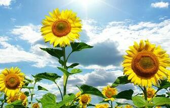 Mobile Screensavers Animated Flowers Animation Screensaver