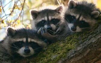 Raccoon HD Wallpaper Background Image