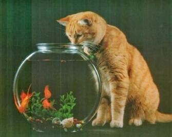 Cat Gold Fish HD Wallpaper Beautiful Every
