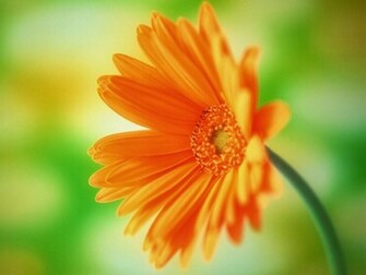 Daisy Flower Wallpaper Beautiful Desktop