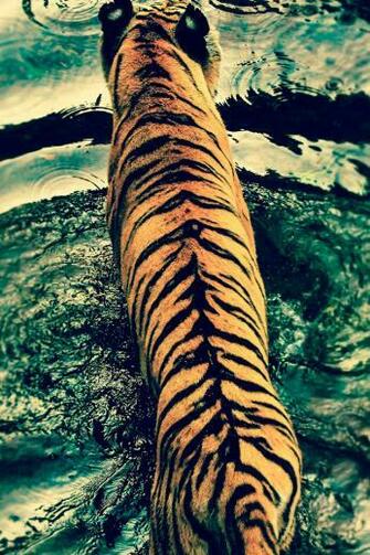 Tiger iPhone 4s Wallpaper iPad