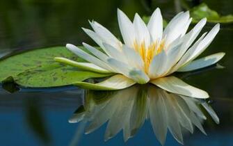 Nature Flowers Lily Pads Reflection Water Lilies