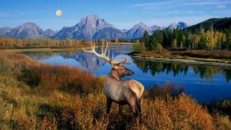 Wallpaper Deer Elk Best Top