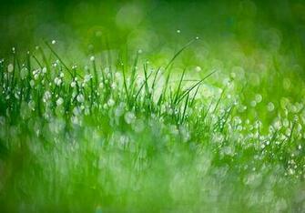 Create Bokeh Photography Tips Nikon From