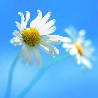 Wallpaper iPad Air