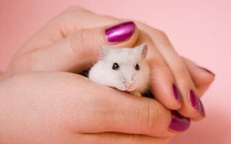 Hamsters Achtergronden Dieren HD Hamster Wallpaper Foto Jpg