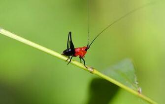 Grasshopper Wallpaper