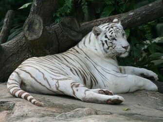 Tags White Tiger Wallpaper Desktop