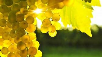 Golden Grapes HD Wallpaper Wallpaperfx