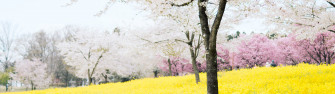 Cherry Blossom Field And Wallpaper