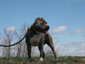 Pitbull Terrier Wallpaper American
