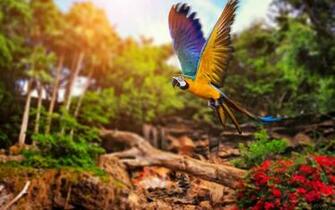 Desktop Wallpaper On Desktopwall Online Parrot