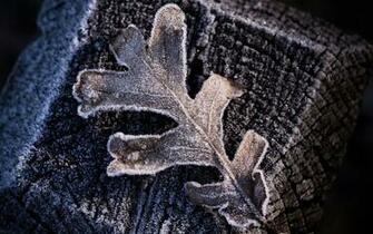 Frost Wallpaper By Pavel89l