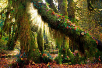 Mystical Forest Wallpaper