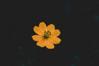 An Illuminated Orange Flower Against Inky Jet Black