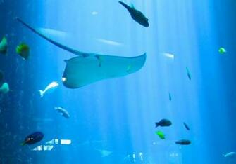 Live Aquarium Fish Wallpaper Picswallpaper