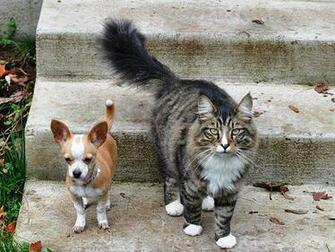 Crazy Pictures Cute Chihuahuas Pics