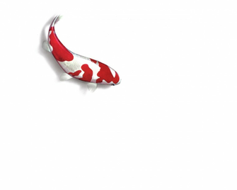 Koi Wallpaper Ii By Endofever