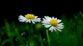 Cute Laptop Background Wallpaper