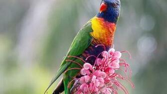 Rainbow Flowers Wallpaper