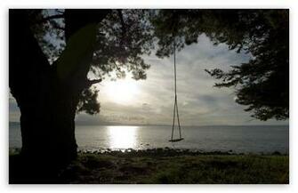 Tree Swing 4k HD Desktop Wallpaper For Ultra Tv