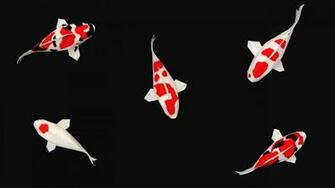 Live Wallpaper For Desktop Koi