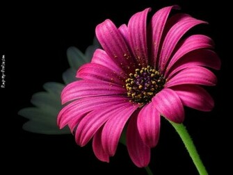 Hot Pink Gerber Daisy Background Pimp My Profile