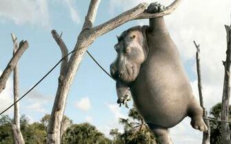 Funny Animal Wallpaper HD Res