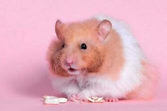 Hamster Computer Wallpaper Desktop Background Id