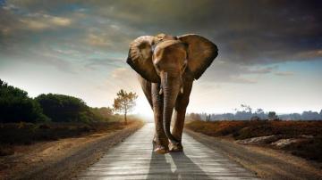 Cool Elephant Wallpaper Top Background