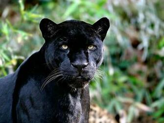 Black Jaguar Wallpaper