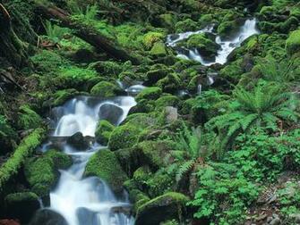 Hoh Rainforest Olympic National Park Washington Us Photos Wallpaper