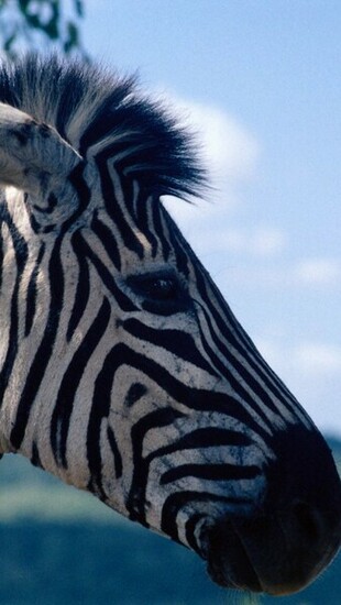 Zebra Wallpaper For Phone Samsung Galaxy S4 Active Smartphone