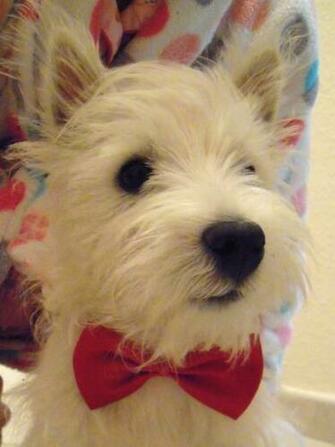 Westie Puppy By Natalieborg
