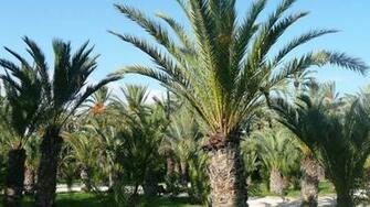 Palmeral Of Elche Desktop Wallpaper