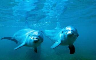 Dolphin Computer Wallpaper Desktop Background Id