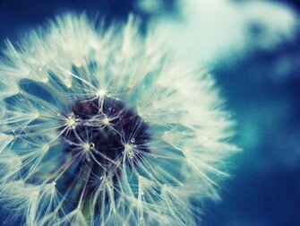 Dandelion Flower Wallpaper Desktop Background For HD