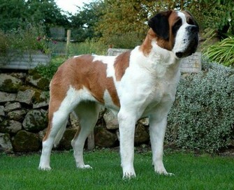 St Bernard Dog Standing In The Garden Puppies Wallpaper Picture
