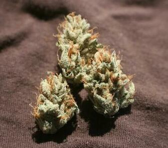Is In All Her Glory The Elusive And Abusive 5k Og Kush She Smokes