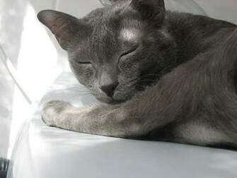 Sleeping Korat Photo And Wallpaper Beautiful Pictures