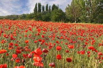 Field Of Poppies Wallpaper