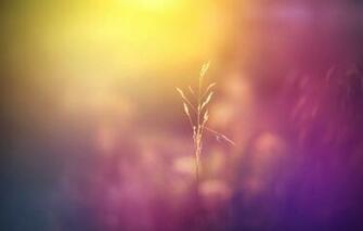 Wallpaper Field Macro Flowers Nature Background