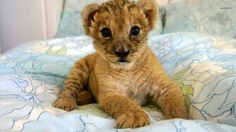 Lion Cubs Image Jpg