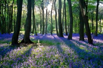 Tips For Taking Beautiful Photos Of Nature