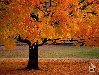 Beautiful Autumn Season Wallpaper HD