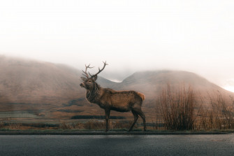 Reindeer 4k HD Animals Wallpaper Image Photos And Picture
