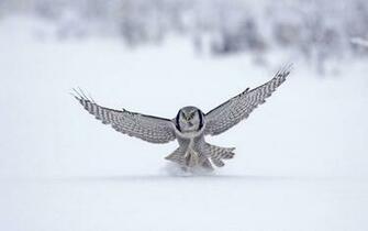 Northern Hawk Finland Wallpaper HD