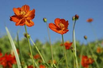 Flowers Desktop Wallpaper Cosmos