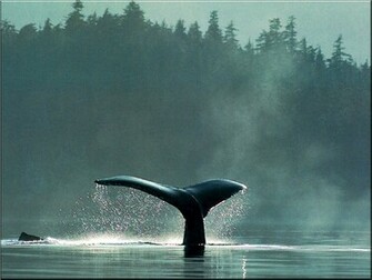 Whale Wallpaper High Definition