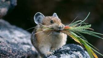 Wallpaper Chinchilla Stone Grass